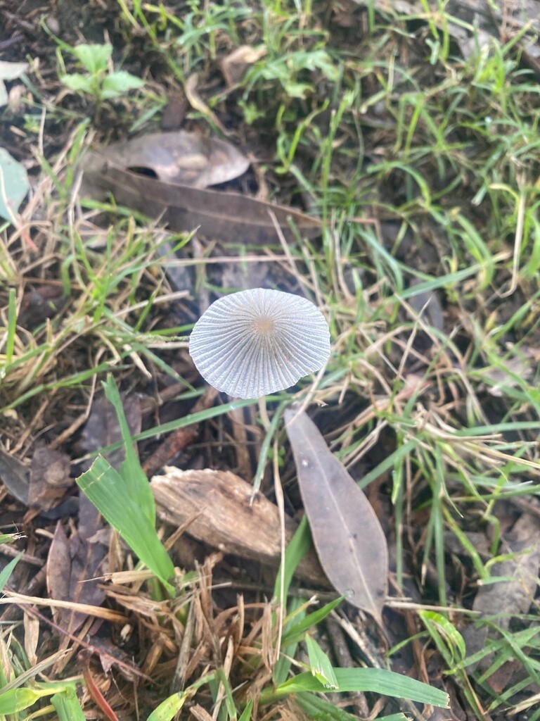 Parasola plicatilis · May 2025 · photo: © liveableparramatta (iNaturalist, cc0)