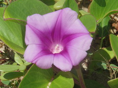 Ipomoea pes-caprae