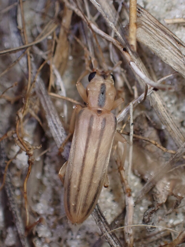 Hypasclera dorsalis