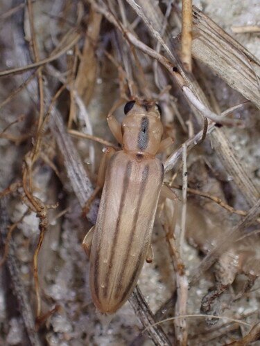 Hypasclera dorsalis