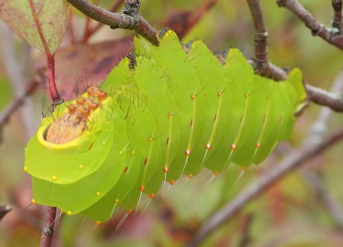 Polyphemus moth
