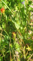 Castilleja suksdorfii