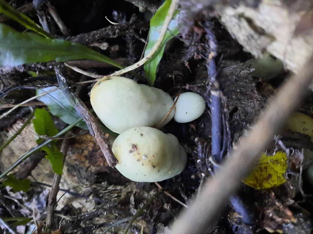 Psilocybe weraroa · June 2025 · photo: © maxxrandomnumbers (iNaturalist, cc0)