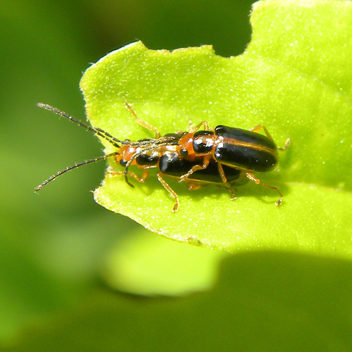 Phyllecthris gentilis