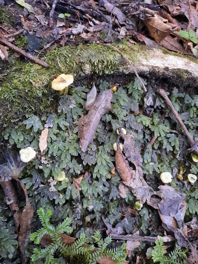Gloioxanthomyces chromolimoneus · June 2025 · photo: © maxxrandomnumbers (iNaturalist, cc0)