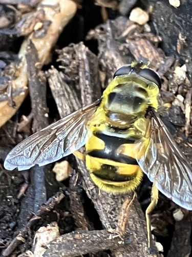 Unknown species found near N Anchor Way, Boise, ID, US