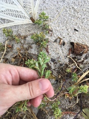 Euphorbia mesembryanthemifolia image