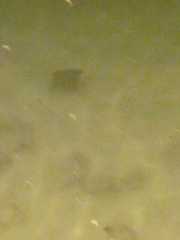 Rhinoptera steindachneri