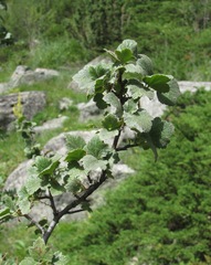 Ribes orientale