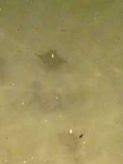 Rhinoptera steindachneri