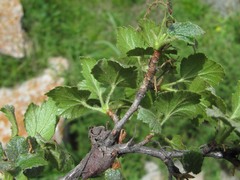 Ribes orientale