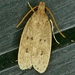 Kyoto Moth - Photo (c) krancmm, some rights reserved (CC BY-NC), uploaded by krancmm