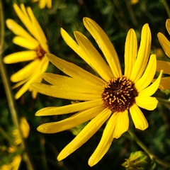 Helianthus silphioides