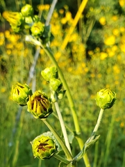 Helianthus silphioides