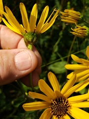 Helianthus silphioides