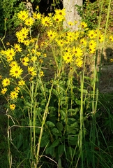 Helianthus silphioides