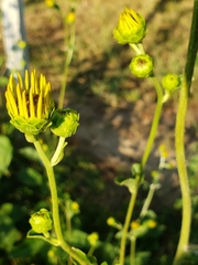 Helianthus silphioides