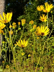 Helianthus silphioides