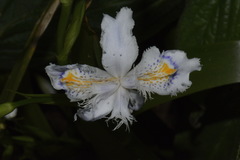 Iris japonica