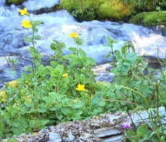 Erythranthe tilingii