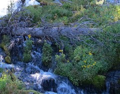 Erythranthe tilingii