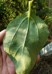 Helianthus silphioides