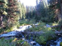 Erythranthe tilingii