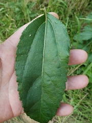 Helianthus silphioides