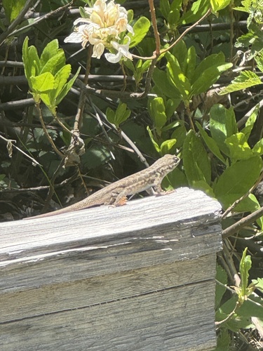 iNaturalist observation photo of Common Sagebrush Lizard