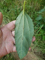Helianthus silphioides
