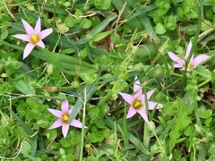 Romulea tabularis
