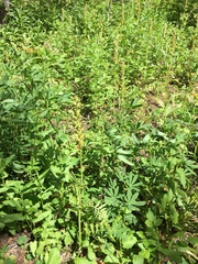 Pedicularis bracteosa