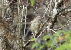 Platyspiza crassirostris