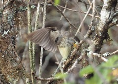 Platyspiza crassirostris