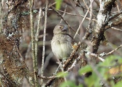 Platyspiza crassirostris