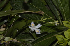 Iris japonica