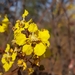 Heteropterys byrsonimifolia - Photo (c) Laurent Quéno, some rights reserved (CC BY-NC), uploaded by Laurent Quéno