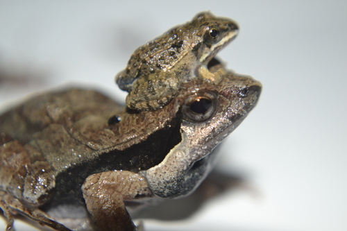 Fischer's Dwarf Frog, Physalaemus fischeri
