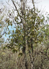 Phoradendron berteroanum