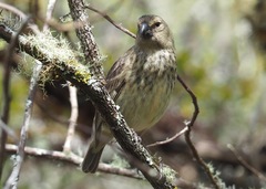 Platyspiza crassirostris