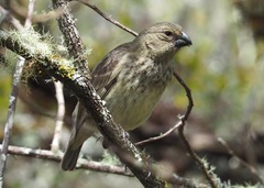 Platyspiza crassirostris