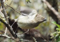 Platyspiza crassirostris