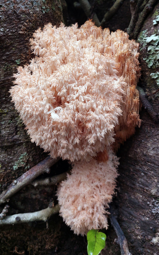 Hericium novae-zealandiae · May 2025 · photo: © pjd1 (iNaturalist, cc-by)