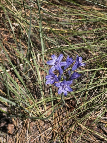 iNaturalist observation 2025-05-29