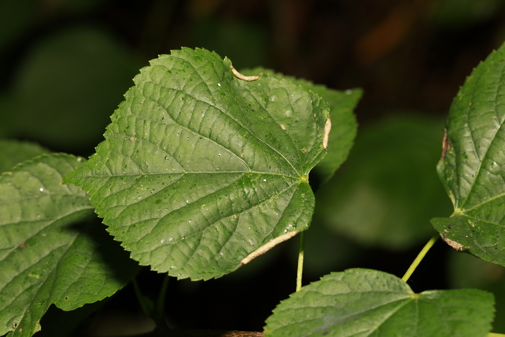 Dasineurini