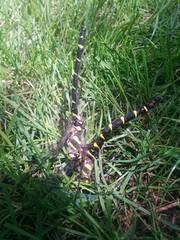 Cordulegaster bidentata