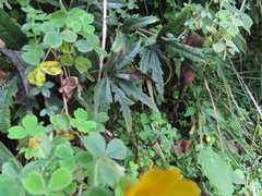 Oreopanax ecuadoriensis, photograph Eric Schmidt, CC BY, iNaturalist via GBIF