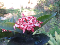 Ixora coccinea coccinea