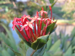 Ixora coccinea coccinea