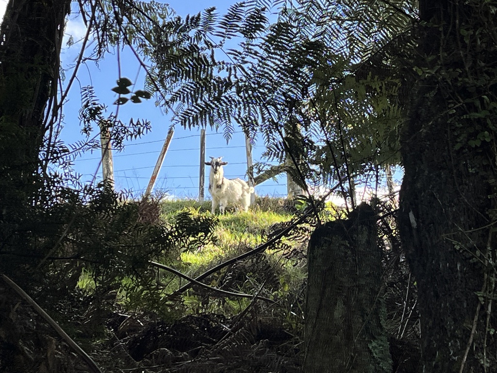 Domestic Goat from North Island / Te Ika-a-Māui, Glen Massey, Waikato ...